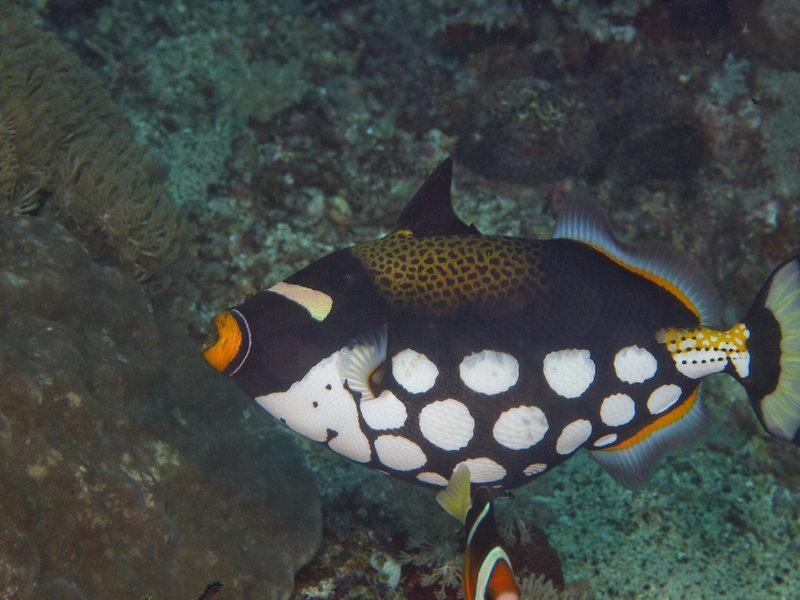 Picasso Trigger Fish, Monkey Beach
